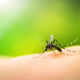Watch Out for West Nile Virus