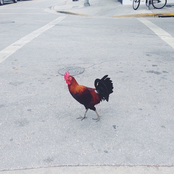 Why did the Chicken Cross the Road?