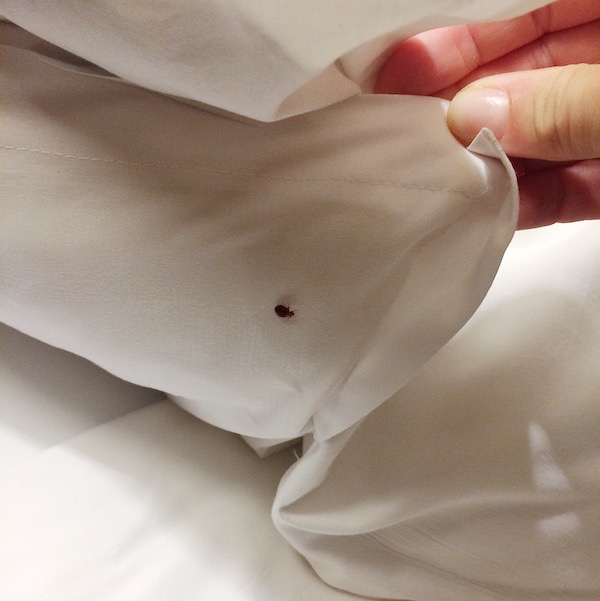 Don’t Let the Bed Bugs Bite!